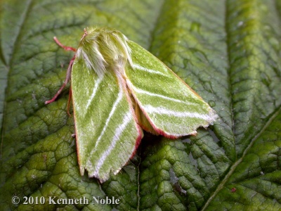 green silver-lines (Pseudoips prasinaria britannica) Kenneth Noble
